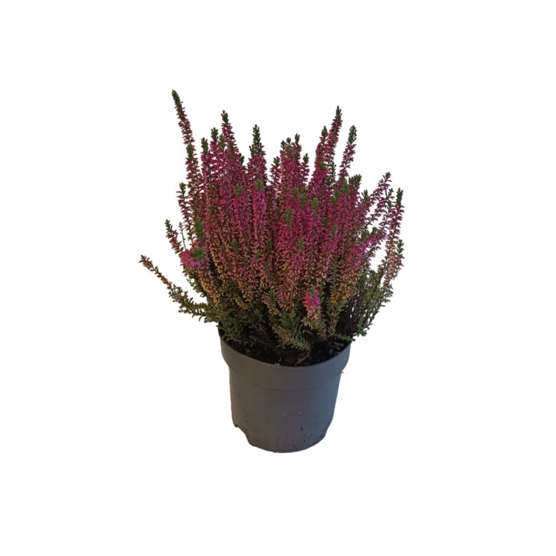 Calluna-in-ghiveci-planta-rezistenta-la-frig.webp