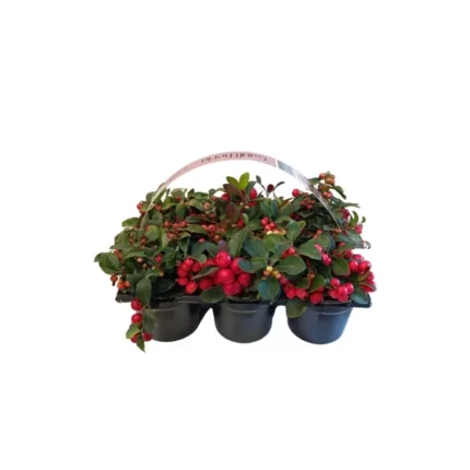 Gaultheria procumbens P10