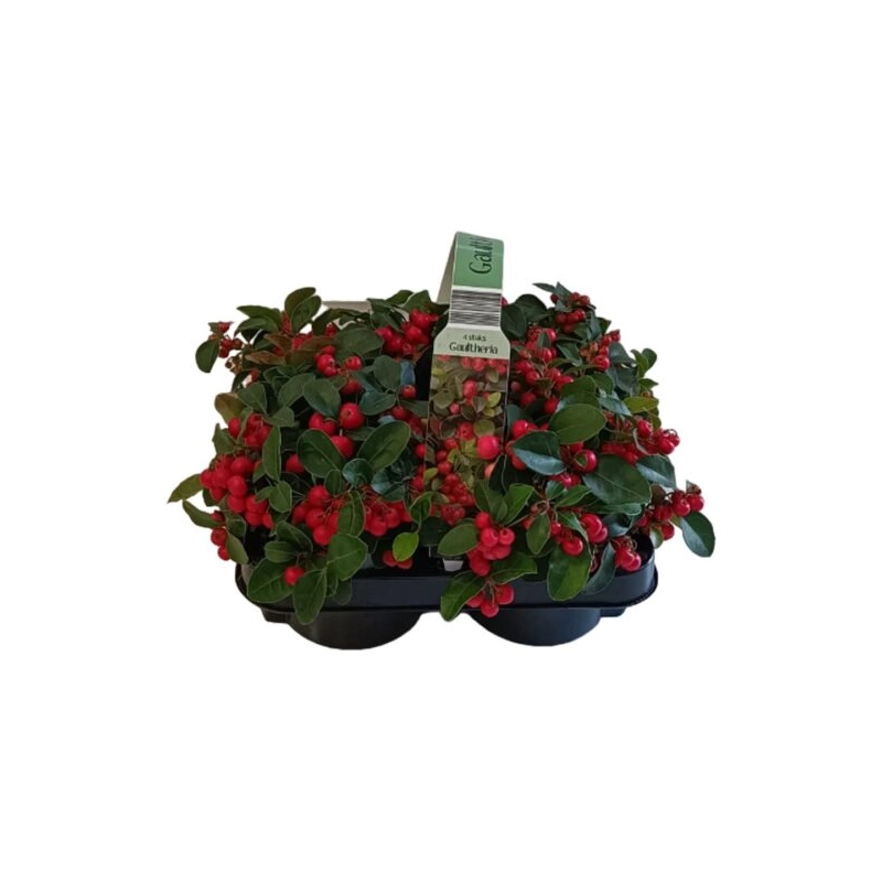 Gaultheria-procumbens-P12.webp